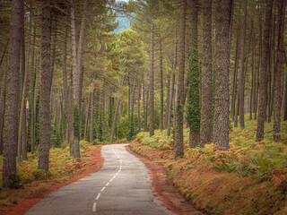 autumn forest in the Alta Rocca in Corsica
