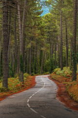 autumn forest in the Alta Rocca in Corsica