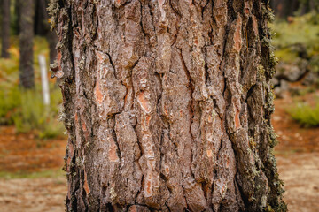autumn forest in the Alta Rocca in Corsica