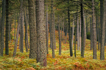 autumn forest in the Alta Rocca in Corsica