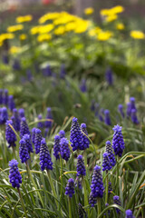 Obraz premium Blue muscari bloom in the garden in spring, with yellow chamomile in the background