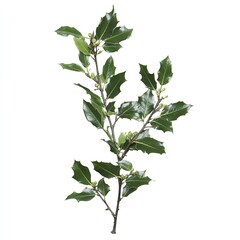Naklejka premium Sprig of European holly isolated