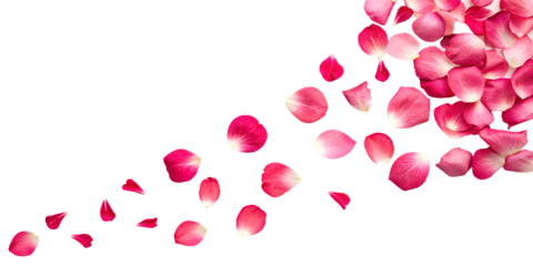 A dynamic spread of vibrant pink rose petals on a transparent background, creating an elegant and romantic composition. Ideal for overlays, wedding themes.