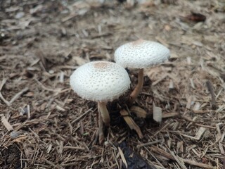 Umbrella mushroom Scientific name Chlorophyllum molybdites Umbrella-shaped, 3-30 cm in diameter. Color White, brown or gray. Height 5-30 cm, diameter 0.5-2 cm.