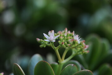 Obraz premium fotografia macro flor