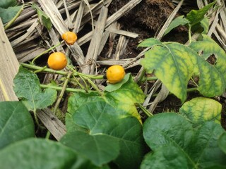 Rambusa or ermot is the name of a type of small fruit, which when ripe is covered by a beautiful...