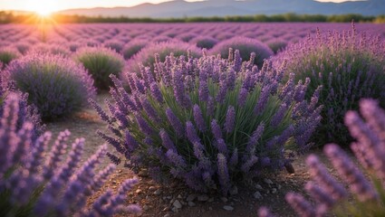 Obraz premium Lavender field glowing in sunset light