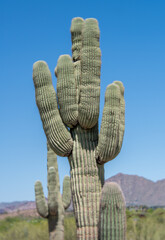 Big Tree-like Saguaro Cactus Plant Against Clear Blue Sky