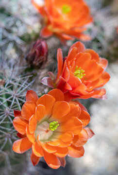 Blooming Coral Colored Hedge Hog Claret Cup Cactus Flowers Close-up