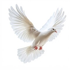 Fototapeta premium A graceful and elegant white dove in flight, isolated on a white background.