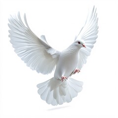 Obraz premium A graceful and elegant white dove in flight, isolated on a white background.