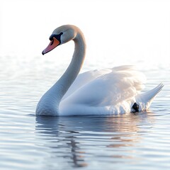 Obraz premium swan on the lake
