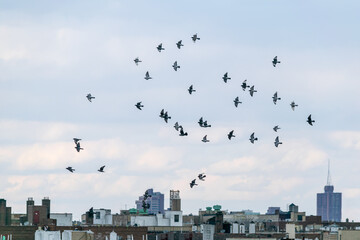 Birds Over the City