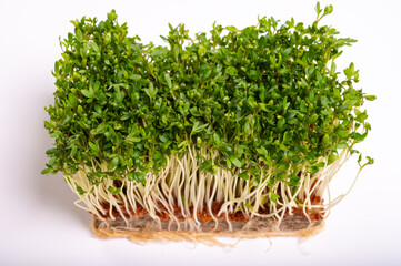 Healthy food, young sprouts plants of green cress grass salad herb ready for consumption