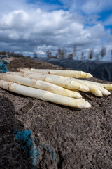 Obraz premium New harvest of white asparagus in Netherlands, farm field in Brabant, rows covered with black plastic, bunch of organic asparagus vegetables