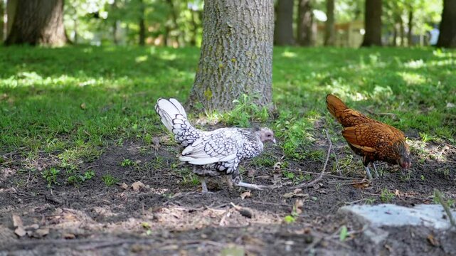 Two chickens, a silver and a gold variety, forage on the ground in a verdant park setting, surrounded by green foliage and trees.