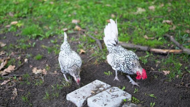 A Sebright chicken and rooster with striking black and white plumage peck at the ground in a grassy area, foraging for food near a paving stone. This captivating scene embodies rural life and