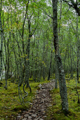 Obraz premium A peaceful forest in Jostedalsbreen National Park, with towering trees and lush greenery surrounding the serene landscape