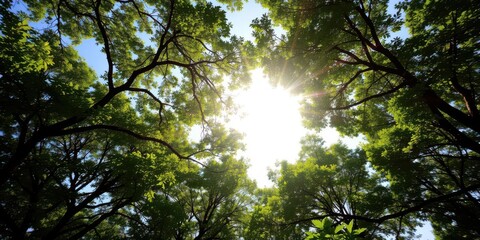 Obraz premium Sunlight filtering through lush tree canopies framing the sunny sky, environment, sky