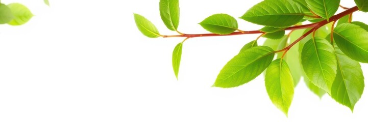 Naklejka premium Green plant branch with fresh leaves isolated on white background, leaves, white