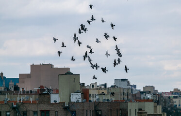 Birds Over the City