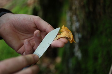 Cueillette des girolles en forêt en automne