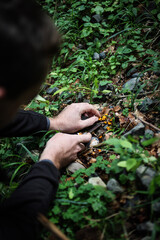 Cueillette des girolles en forêt en automne