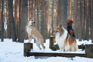 A group of three dogs sits on a wooden platform surrounded by snow in a winter forest. The diverse...