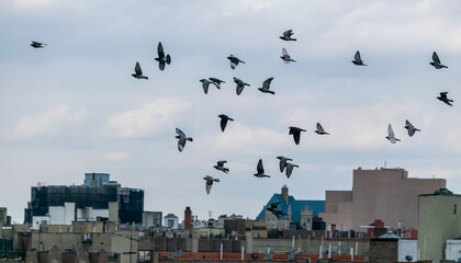 Birds Over the City
