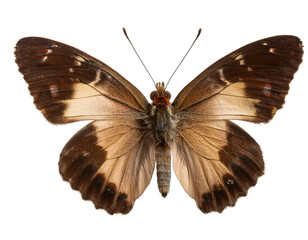 Fototapeta premium A butterfly, viewed from the front, with its entire body visible, isolated on a transparent background.