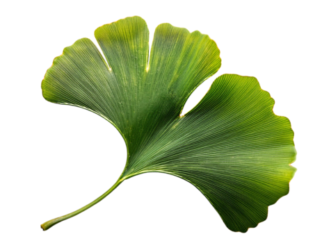 Fresh green ginkgo biloba leaf isolated on transparent, top view