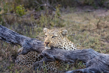 Fototapeta premium Leopard resting its head on a tree trunk in Kruger Nationalpark, South Africa