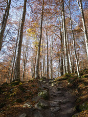 Obraz premium Autumn landscape of Rila Mountain, Bulgaria