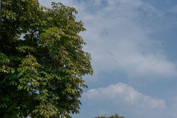 Obraz premium Horse-chestnuts on conker tree branch - Aesculus hippocastanum fruits .