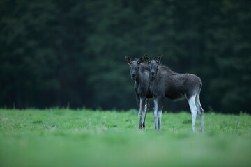 Łoś (Alces alces) moose © Bartosz Rakoczy