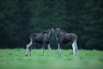 Łoś (Alces alces) moose © Bartosz Rakoczy