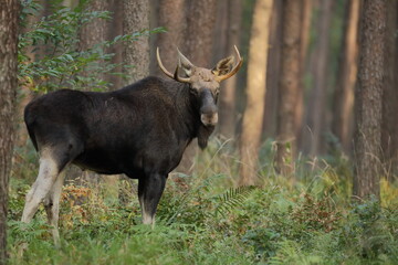 Łoś (Alces alces) moose © Bartosz Rakoczy