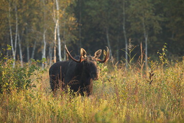 Łoś (Alces alces) moose © Bartosz Rakoczy