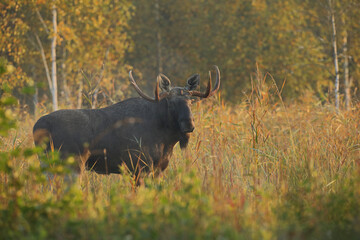 Łoś (Alces alces) moose © Bartosz Rakoczy