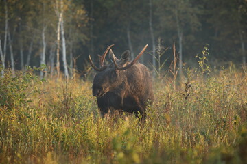 Łoś (Alces alces) moose © Bartosz Rakoczy
