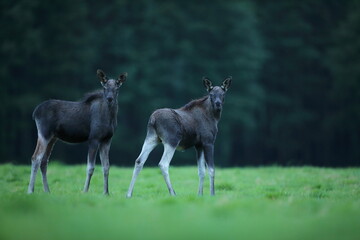 Łoś (Alces alces) moose © Bartosz Rakoczy