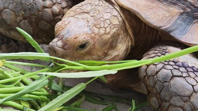 Large brown sea turtle in its natural habitat