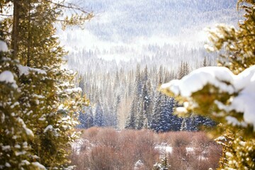 fresh snowfall winter alpine forest