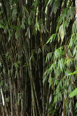 Fototapeta premium Pattern of bamboo leaves