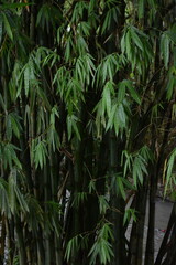 Fototapeta premium Pattern of bamboo leaves