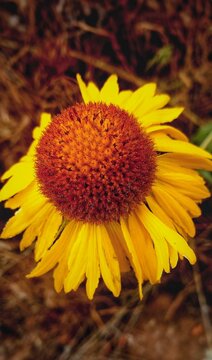 Yellow conflower 