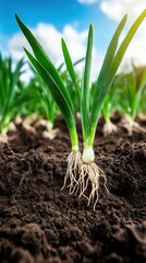 Obraz premium A pair of onions with thriving green tops grow in rich soil, accented by bright natural light, capturing themes of duality and nurture in agriculture.