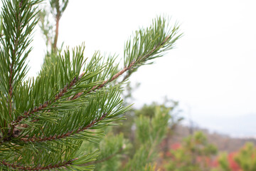 Obraz premium pine branch
