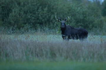 Łoś (Alces alces) moose © Bartosz Rakoczy