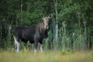 Łoś (Alces alces) moose © Bartosz Rakoczy